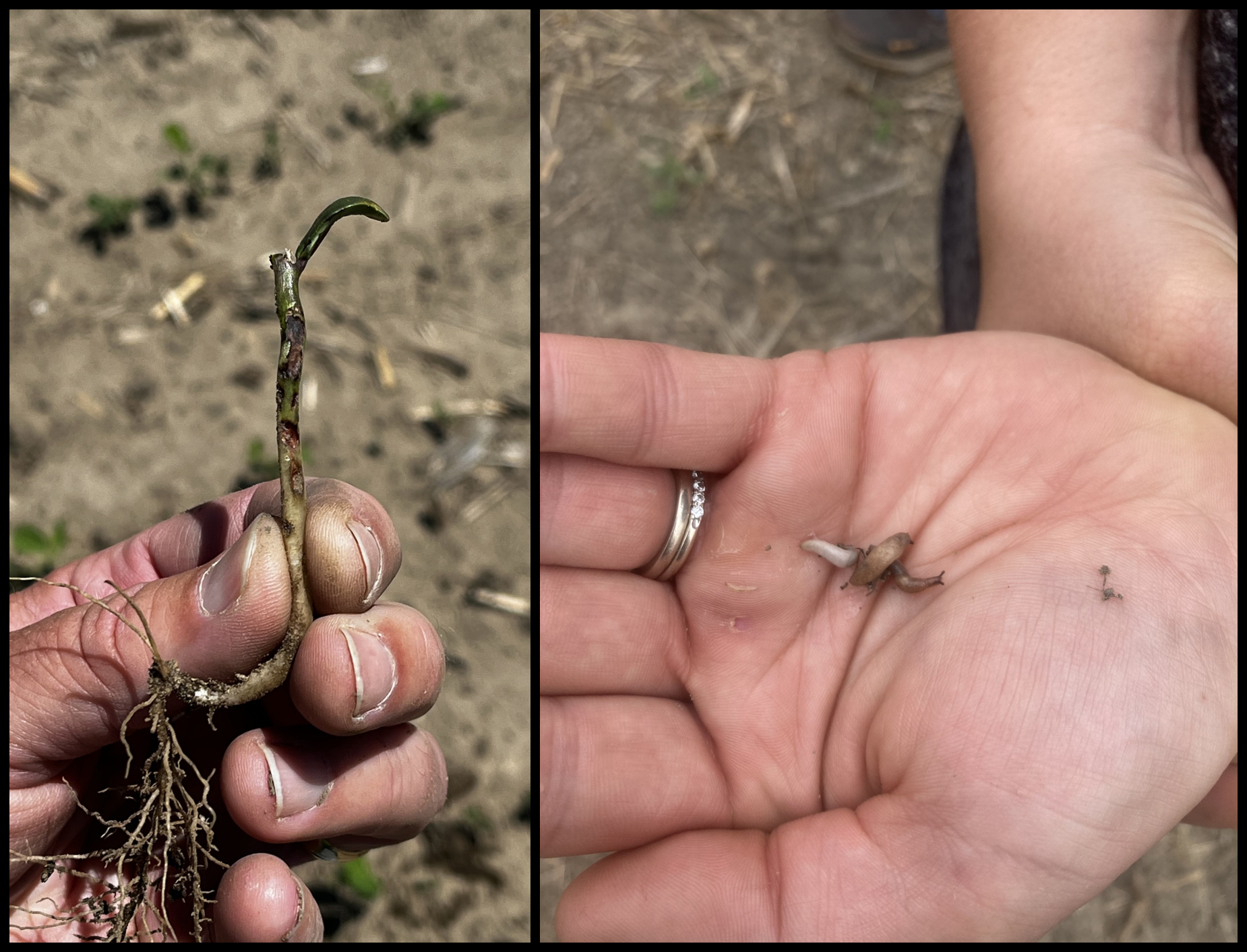 Seedcorn maggot feeding damage on a soybean stem and a slug in a hand.